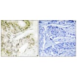 Immunohistochemistry - Anti-MED13 Antibody (C11850) - Antibodies.com