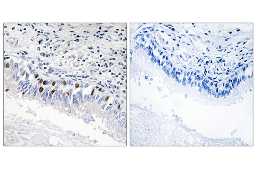 Immunohistochemistry - Anti-MED12 Antibody (C11455) - Antibodies.com