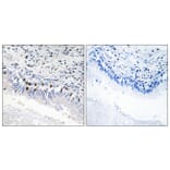 Immunohistochemistry - Anti-MED12 Antibody (C11455) - Antibodies.com