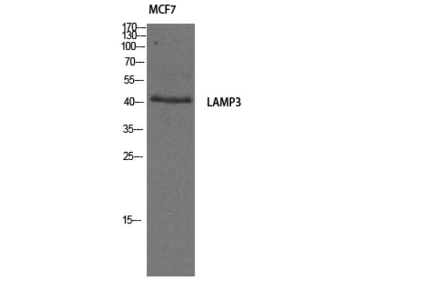 Western Blot - Anti-LAMP3 Antibody (C16533) - Antibodies.com