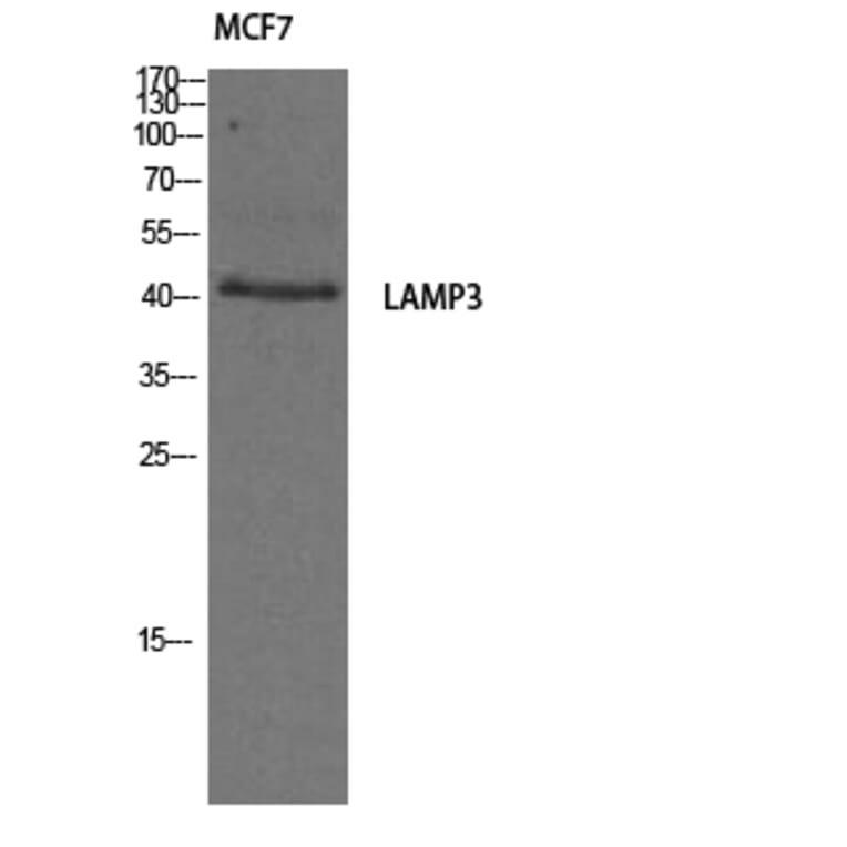 Western Blot - Anti-LAMP3 Antibody (C16533) - Antibodies.com