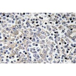 Immunohistochemistry - Anti-IL-16 Antibody (R12-2202) - Antibodies.com