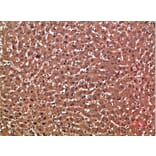 Immunohistochemistry - Anti-GSTA1 Antibody (C30817) - Antibodies.com
