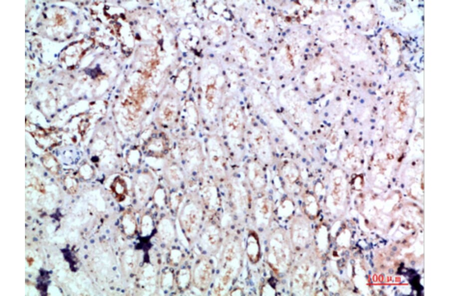 Immunohistochemistry - Anti-DLEU7 Antibody (C30851) - Antibodies.com