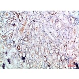 Immunohistochemistry - Anti-DLEU7 Antibody (C30851) - Antibodies.com