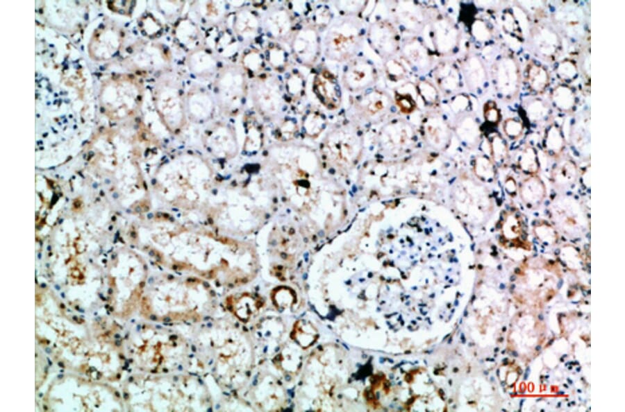 Immunohistochemistry - Anti-DLEU7 Antibody (C30851) - Antibodies.com