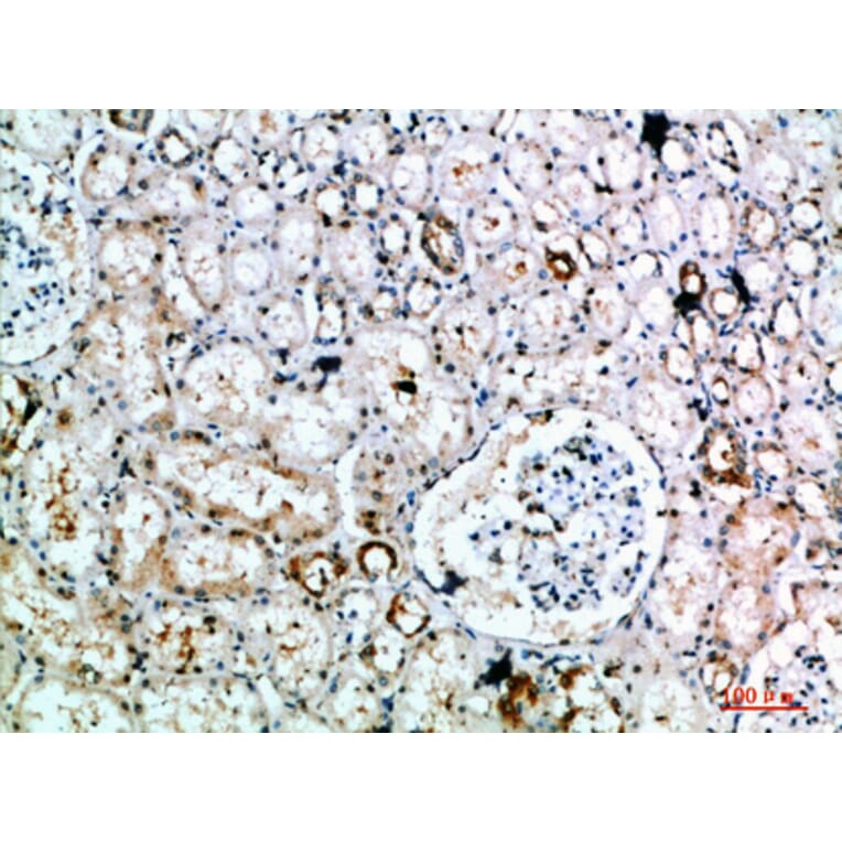 Immunohistochemistry - Anti-DLEU7 Antibody (C30851) - Antibodies.com