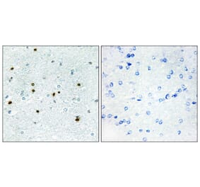 Immunohistochemistry - Anti-DCLK3 Antibody (C11659) - Antibodies.com