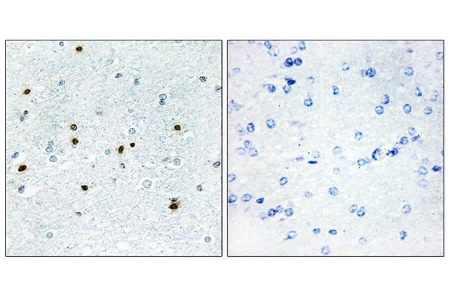Immunohistochemistry - Anti-DCLK3 Antibody (C11659) - Antibodies.com