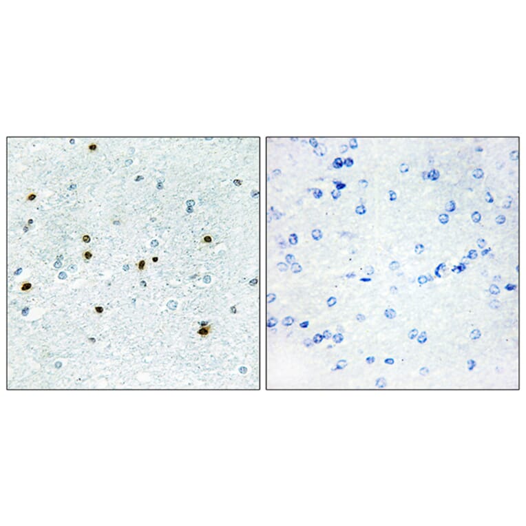 Immunohistochemistry - Anti-DCLK3 Antibody (C11659) - Antibodies.com