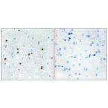 Immunohistochemistry - Anti-DCLK3 Antibody (C11659) - Antibodies.com