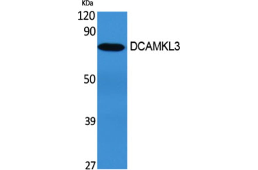 Western Blot - Anti-DCLK3 Antibody (C11659) - Antibodies.com