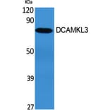 Western Blot - Anti-DCLK3 Antibody (C11659) - Antibodies.com