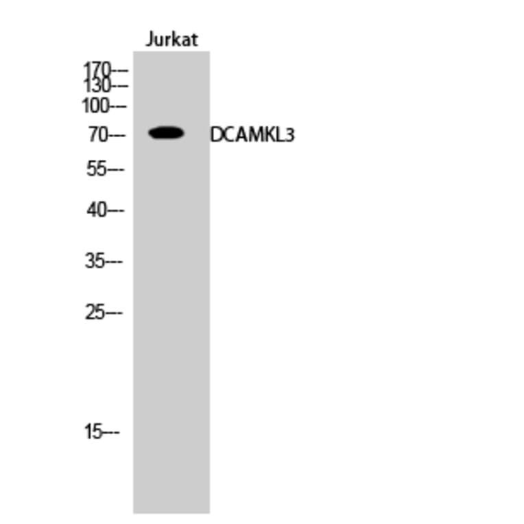 Western Blot - Anti-DCLK3 Antibody (C11659) - Antibodies.com