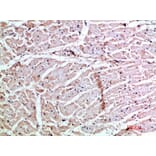 Immunohistochemistry - Anti-CXCL3 Antibody (C30687) - Antibodies.com