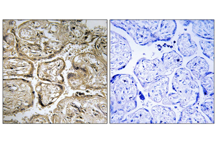 Immunohistochemistry - Anti-CST9L Antibody (C15273) - Antibodies.com