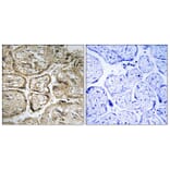 Immunohistochemistry - Anti-CST9L Antibody (C15273) - Antibodies.com