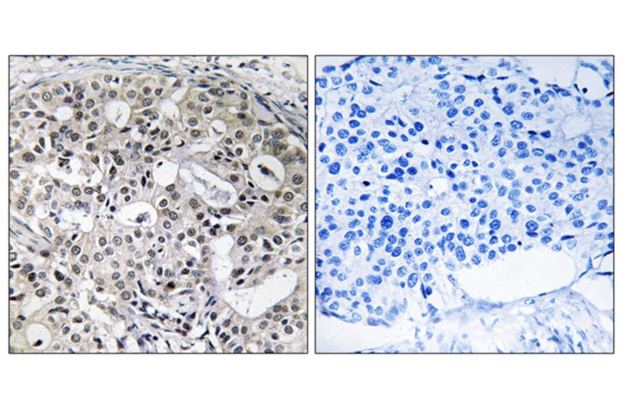 Immunohistochemistry - Anti-CNTD2 Antibody (C12194) - Antibodies.com