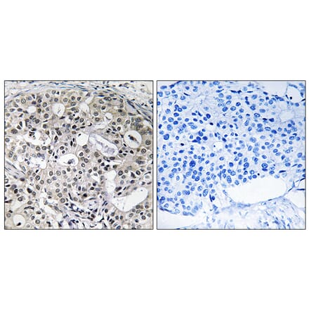 Immunohistochemistry - Anti-CNTD2 Antibody (C12194) - Antibodies.com