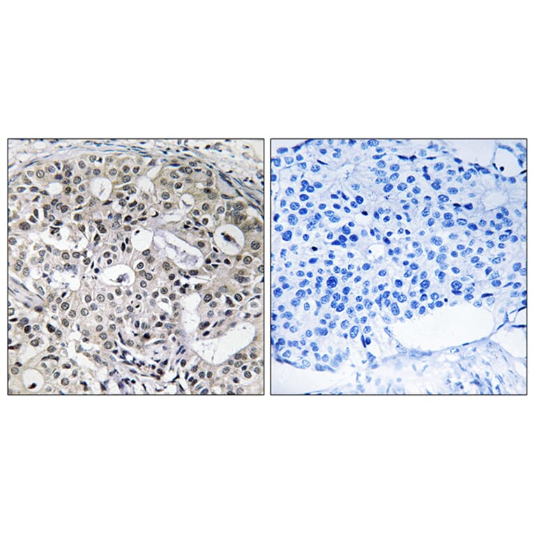 Immunohistochemistry - Anti-CNTD2 Antibody (C12194) - Antibodies.com