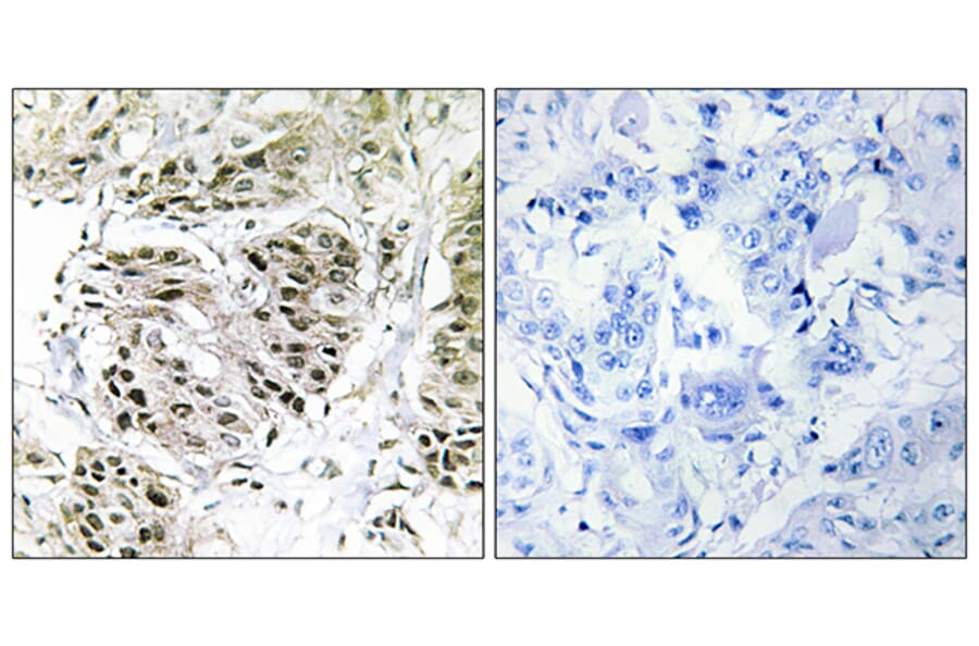 Immunohistochemistry - Anti-CENPA Antibody (C12186) - Antibodies.com