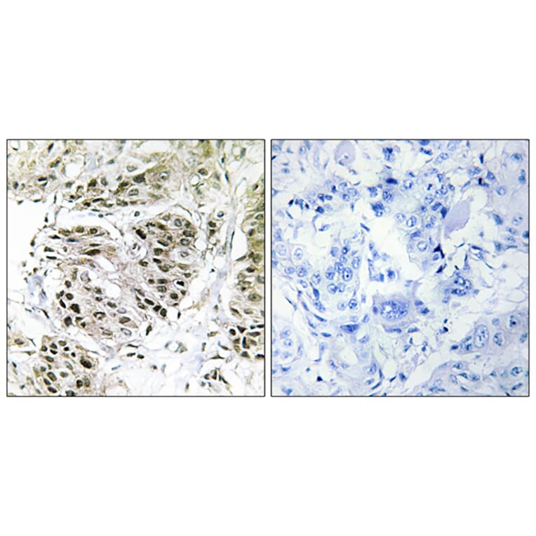 Immunohistochemistry - Anti-CENPA Antibody (C12186) - Antibodies.com
