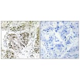Immunohistochemistry - Anti-CENPA Antibody (C12186) - Antibodies.com