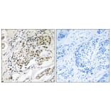 Immunohistochemistry - Anti-CDYL2 Antibody (C15112) - Antibodies.com