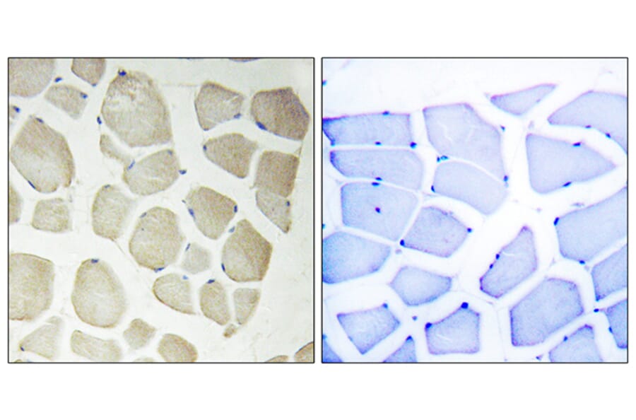 Immunohistochemistry - Anti-CDKL3 Antibody (C11309) - Antibodies.com