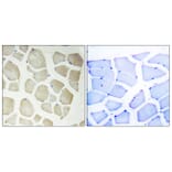 Immunohistochemistry - Anti-CDKL3 Antibody (C11309) - Antibodies.com