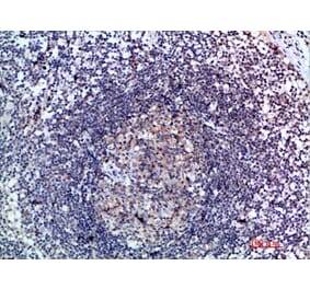 Immunohistochemistry - Anti-CCL21 Antibody (C30695) - Antibodies.com