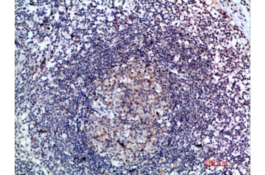 Immunohistochemistry - Anti-CCL21 Antibody (C30695) - Antibodies.com