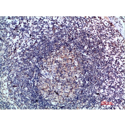 Immunohistochemistry - Anti-CCL21 Antibody (C30695) - Antibodies.com