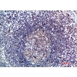 Immunohistochemistry - Anti-CCL21 Antibody (C30695) - Antibodies.com