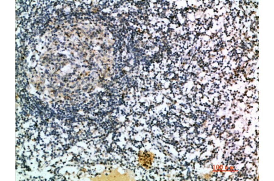 Immunohistochemistry - Anti-CCL21 Antibody (C30695) - Antibodies.com