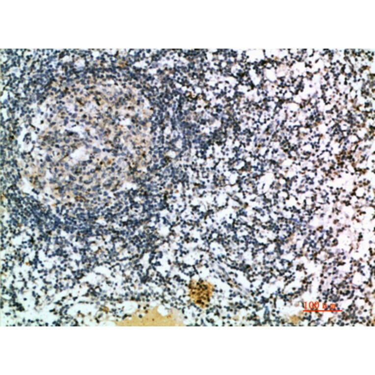 Immunohistochemistry - Anti-CCL21 Antibody (C30695) - Antibodies.com