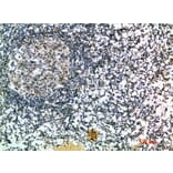 Immunohistochemistry - Anti-CCL21 Antibody (C30695) - Antibodies.com