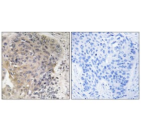 Immunohistochemistry - Anti-CBCP3 Antibody (C15301) - Antibodies.com