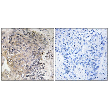 Immunohistochemistry - Anti-CBCP3 Antibody (C15301) - Antibodies.com