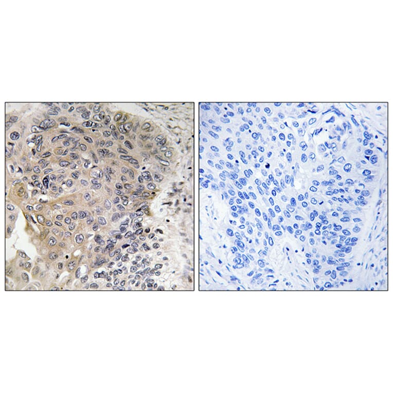 Immunohistochemistry - Anti-CBCP3 Antibody (C15301) - Antibodies.com