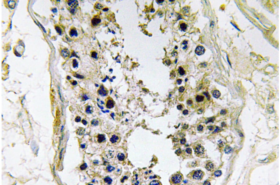 Immunohistochemistry - Anti-BMP-8 Antibody (R12-2040) - Antibodies.com