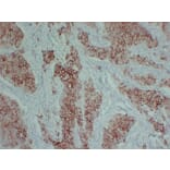 Immunohistochemistry - Anti-pS2 Antibody (V0145) - Antibodies.com