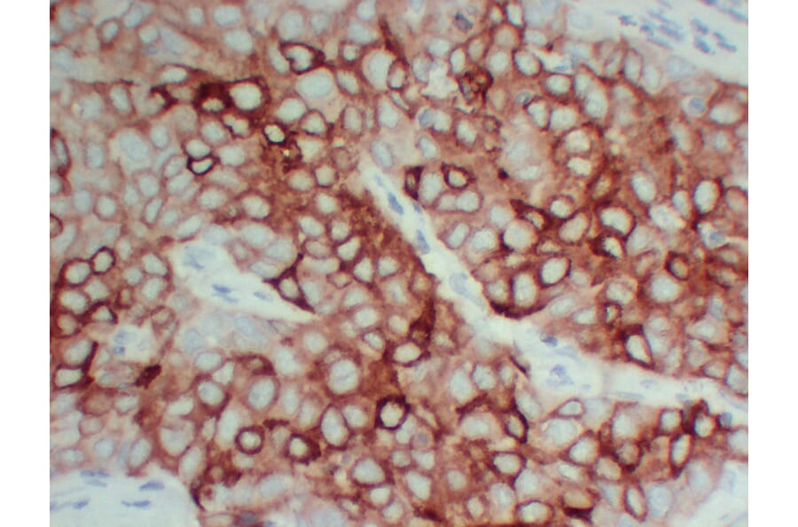 Immunohistochemistry - Anti-pS2 Antibody (V0145) - Antibodies.com