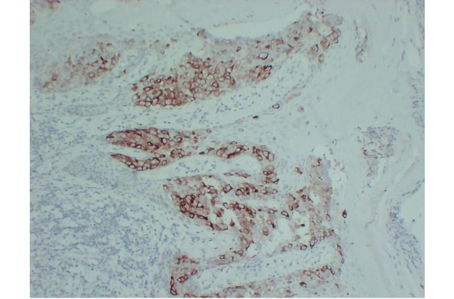 Immunohistochemistry - Anti-pS2 Antibody (V0145) - Antibodies.com