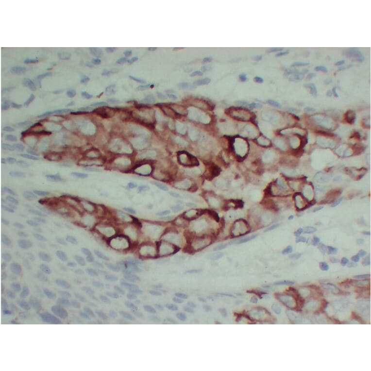 Immunohistochemistry - Anti-pS2 Antibody (V0145) - Antibodies.com