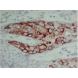 Immunohistochemistry - Anti-pS2 Antibody (V0145) - Antibodies.com