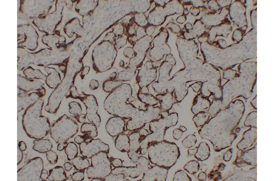 Immunohistochemistry - Anti-hCG Antibody (V0080) - Antibodies.com