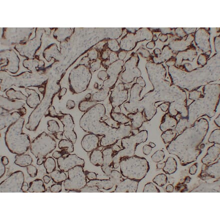 Immunohistochemistry - Anti-hCG Antibody (V0080) - Antibodies.com