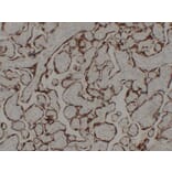 Immunohistochemistry - Anti-hCG Antibody (V0080) - Antibodies.com