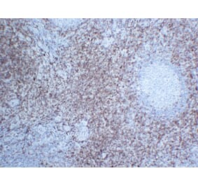 Immunohistochemistry - Anti-CD7 Antibody (V0036) - Antibodies.com